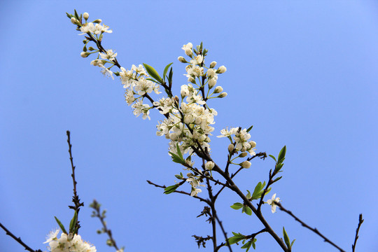一支李子花