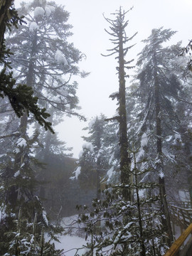 樹木積雪