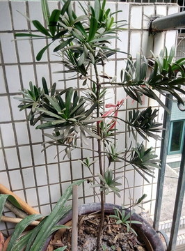 小松樹
