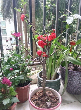 紅色桃花