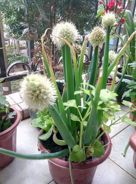 蔥花球