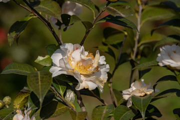 山茶花