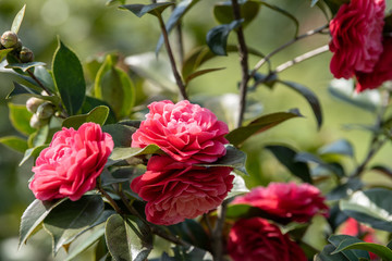 山茶花