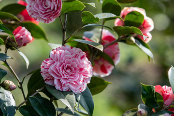 山茶花