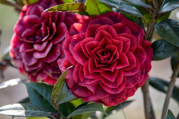 山茶花