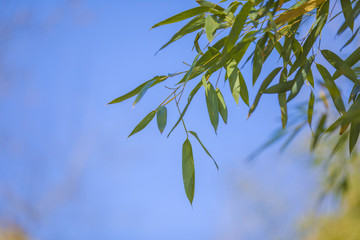 竹葉
