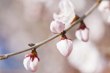 梅花