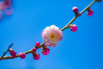 梅花