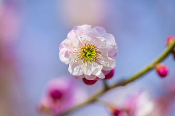 梅花