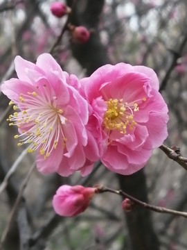 紅梅花