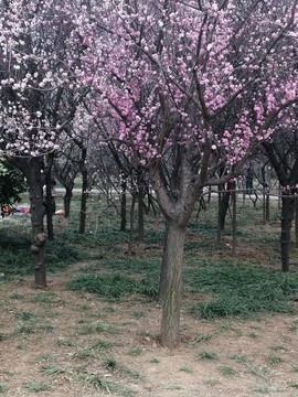 梅花