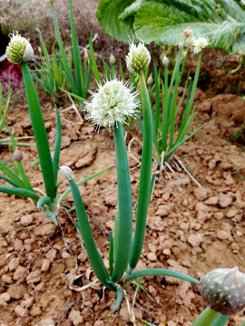 蔥花