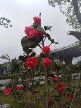 茶花