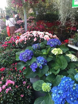 繡球花