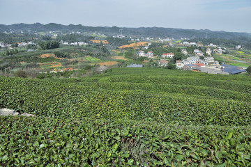 生態(tài)茶園