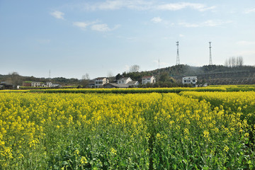 油菜花