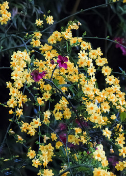 迎春花