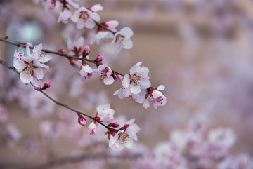 桃花背景素材