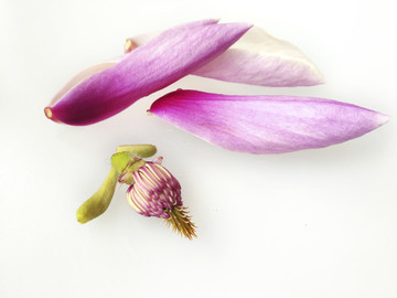 玉蘭花花蕊
