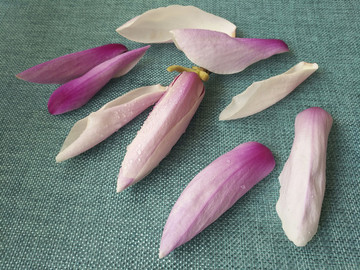 玉蘭花飄落