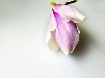玉蘭花素材