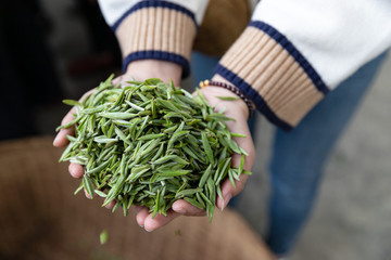 新鮮芽頭茶