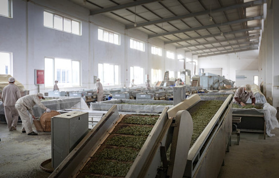 茶葉工廠
