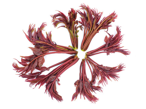 春芽