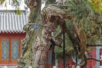 岱廟古建古樹