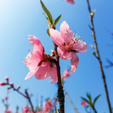 桃花