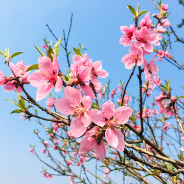 桃花