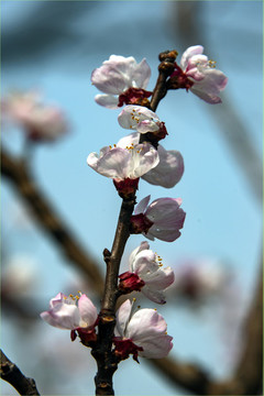 梅花