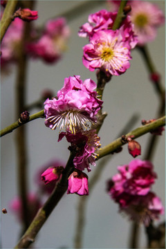 梅花