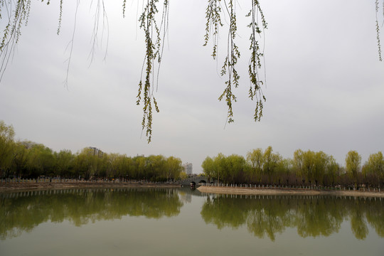 柳樹(shù)