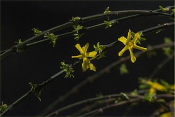 梅花