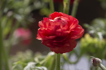 口紅花