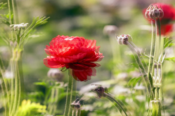 口紅花