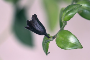 蘭花