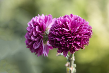 粉菊花