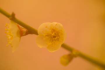 梅花特寫