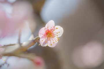 梅花特寫(xiě)