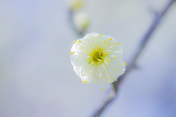 白梅花特寫(xiě)