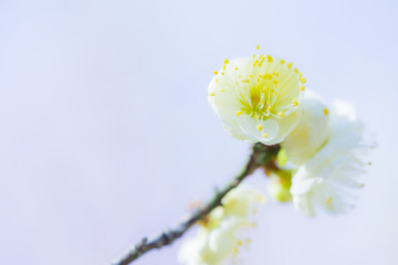 白梅花特寫
