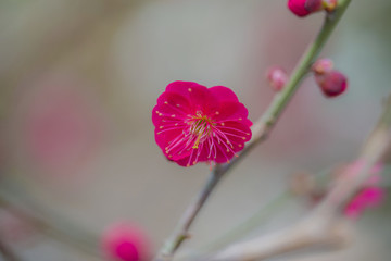 紅梅花特寫(xiě)