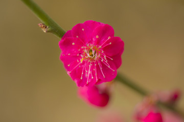 紅梅花特寫
