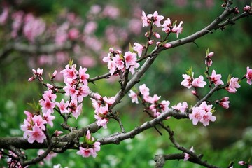 桃花樹