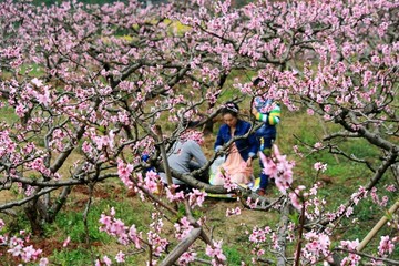 桃花樹(shù)