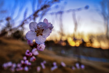 桃花