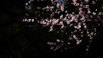 花影重重