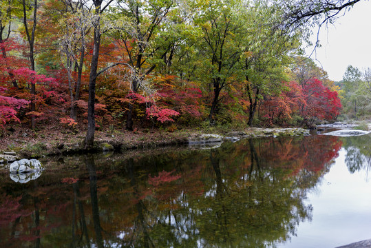 秋天的山林小溪